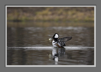 Harle couronn / Hooded Merganser