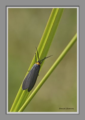 cisseps  col orang / Yellow-collared Scape Moth