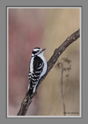 pic mineur / Downy Woodpecker