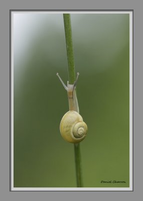 escargot / Snail