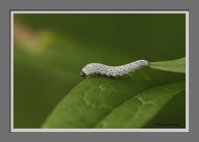 chenille ou larve?  / caterpillar or larvae?