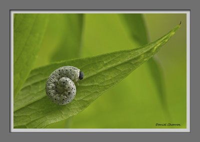 chenille ou larve?  / caterpillar or larvae?