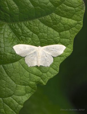 Scopula junctaria / Simple Wave Moth