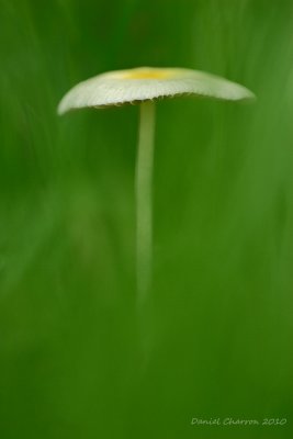 champignon / Mushroom