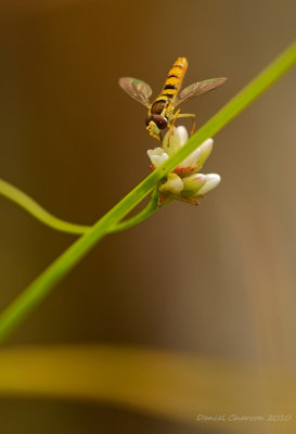 Syrphe sur une tige de renoue sagitte / Flower Fly on Arrow-leaved Tearthumb