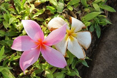 IMG_2514.JPG