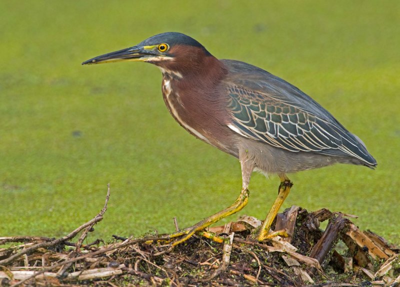 Green Heron
