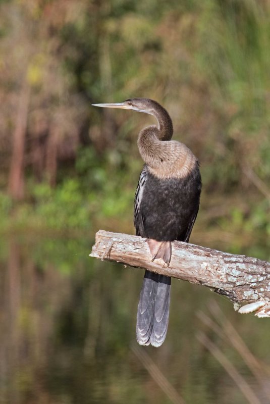 Anhinga