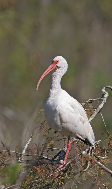 White Ibis