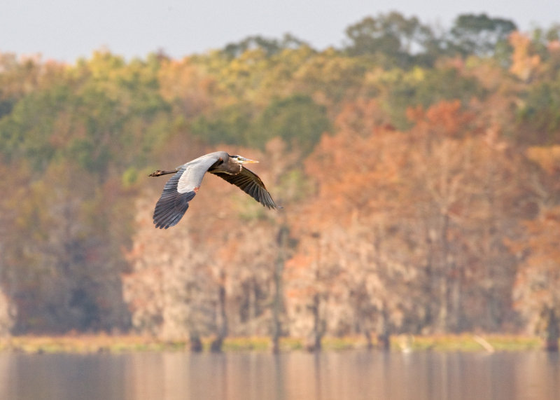Great Blue Heron