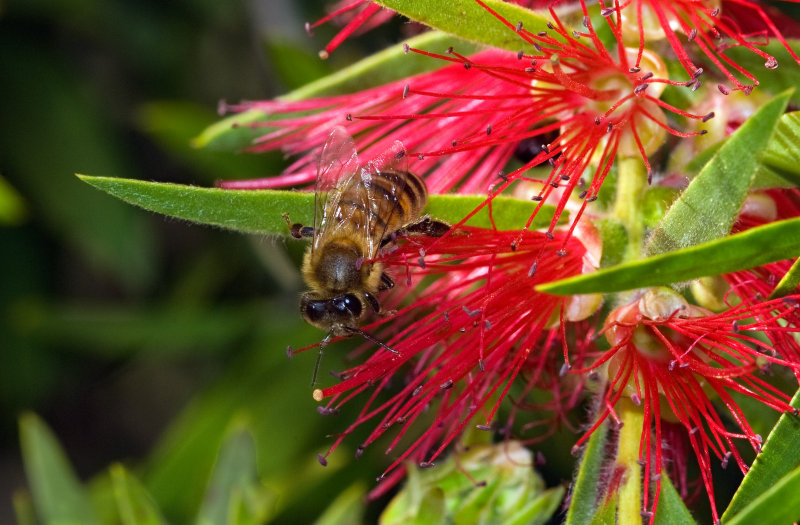 HoneyBee