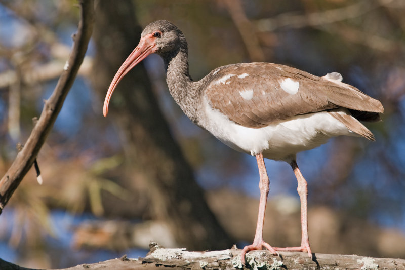 Ibis