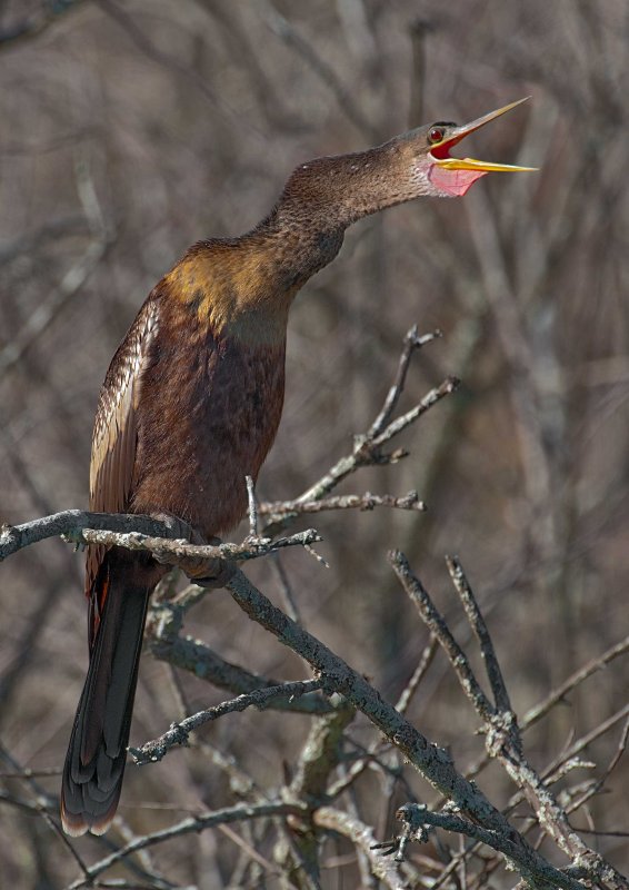 Anhinga