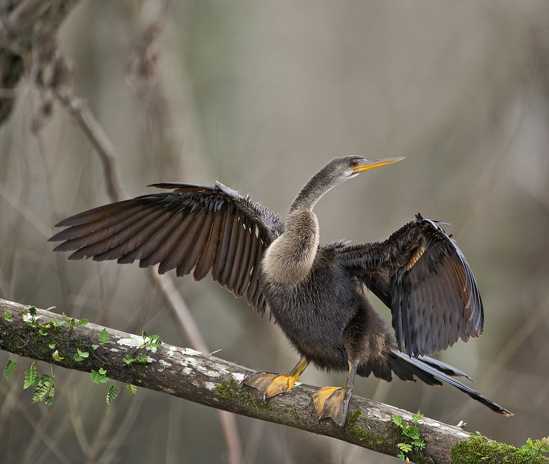 Anhinga