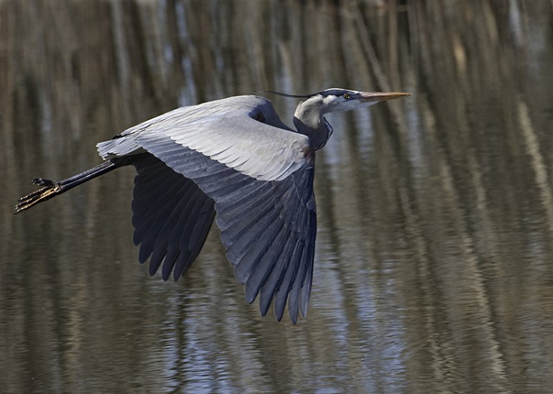 Blue Heron Wings Down copy.jpg