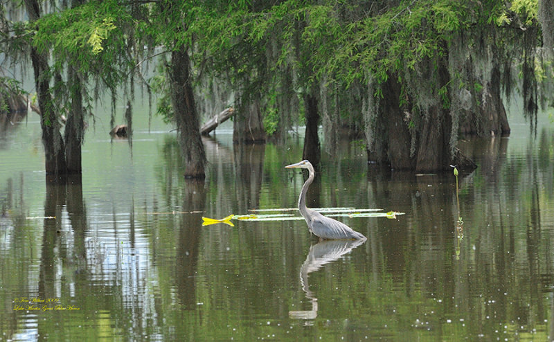 Great Blue Heron
