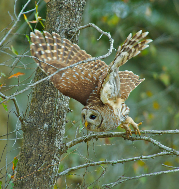 Barred Owl