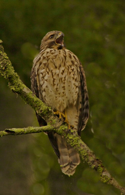Red Shouldered Hawk