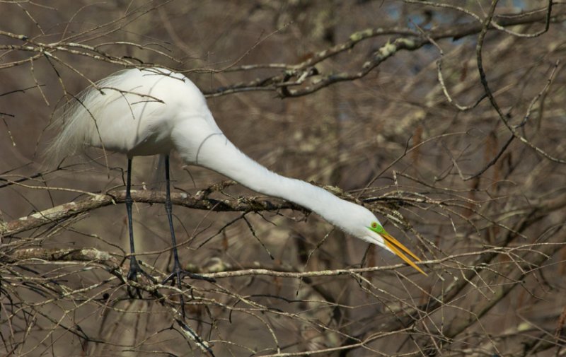 Great Egret Stretching