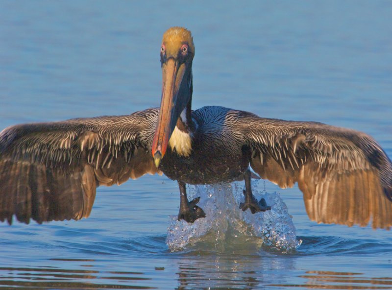 Brown Pelican at Takeoff