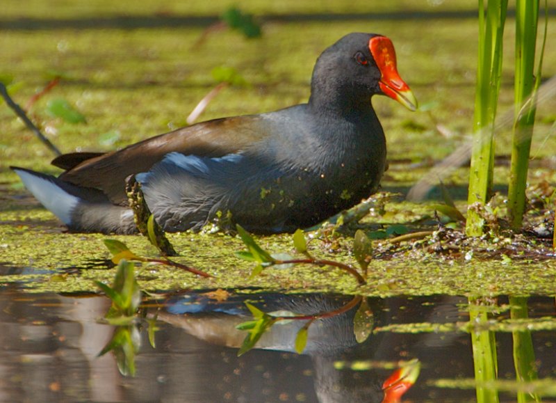 Moor Hen