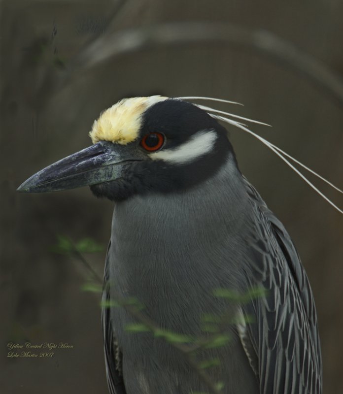 Yellow Crowned Night Heron