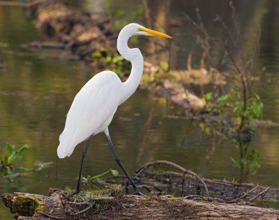 Great Egret