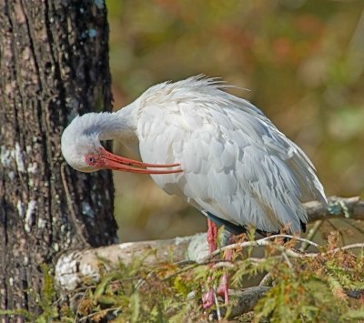 White Ibis