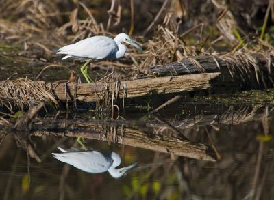 Little Blue Heron