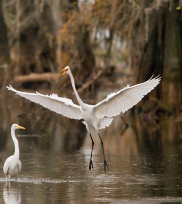 Great Egret Landing