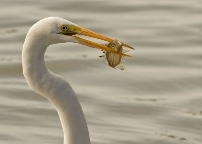 Great Egret