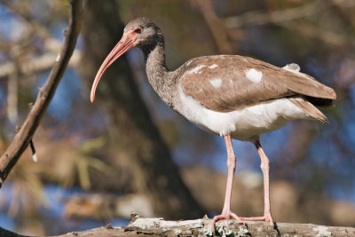 Ibis