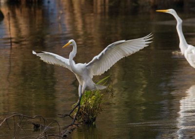 Great Egret