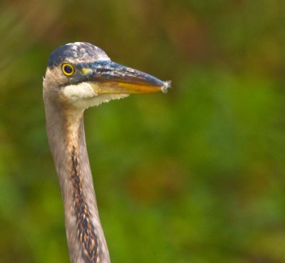 Great Blue Heron
