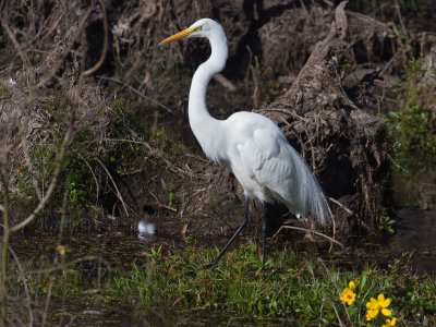 Great Egret