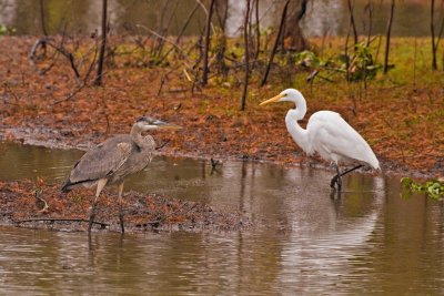 Heron and Egret