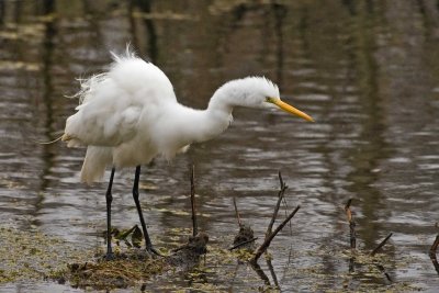 Great Egret