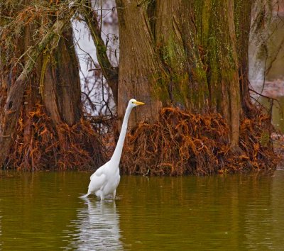 Great Egret
