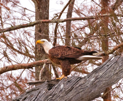 Bald Eagle