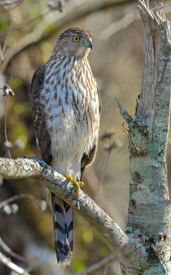 Hawk