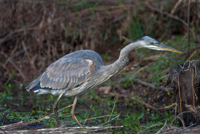      Great Blue Heron
