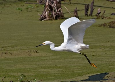 Snowy Egret