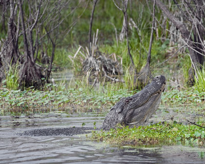 Louisiana Gators