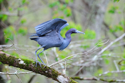 Little Blue Heron