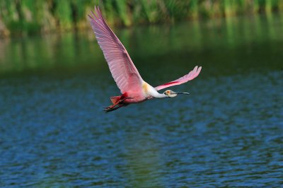 Spoonbill Fly-By