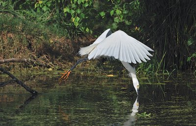 Snowy Egret