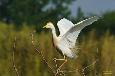 Cattle Egret