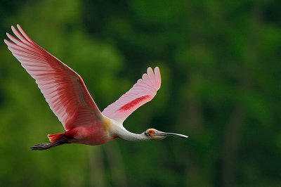 Roseate Spoonbill