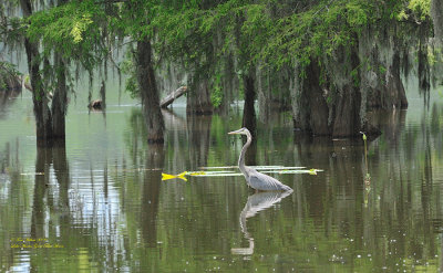 Great Blue Heron