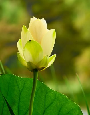 Swamp Lily
